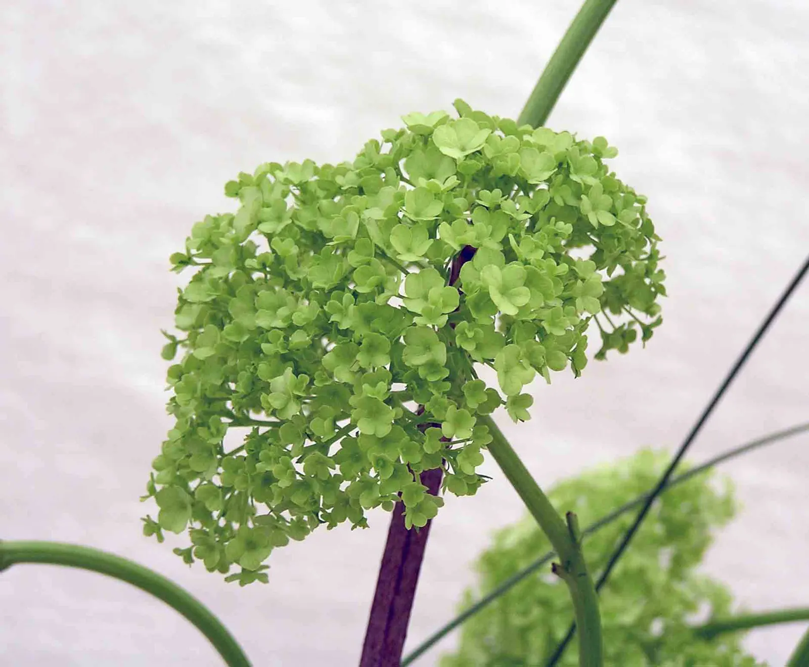 Annabelle Hydrangea (Hydrangea Arborescens 'Annabelle') — shrub for full or half; 'Annabelle' is a low-maintenance plant that will offer beauty and, image 69