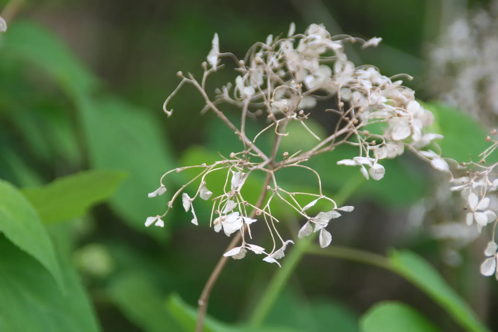 Annabelle Hydrangea (Hydrangea Arborescens 'Annabelle') — well-draining loams with consistent moisture; thriving in zones 3-9, it reaches 3-5 feet, image 60