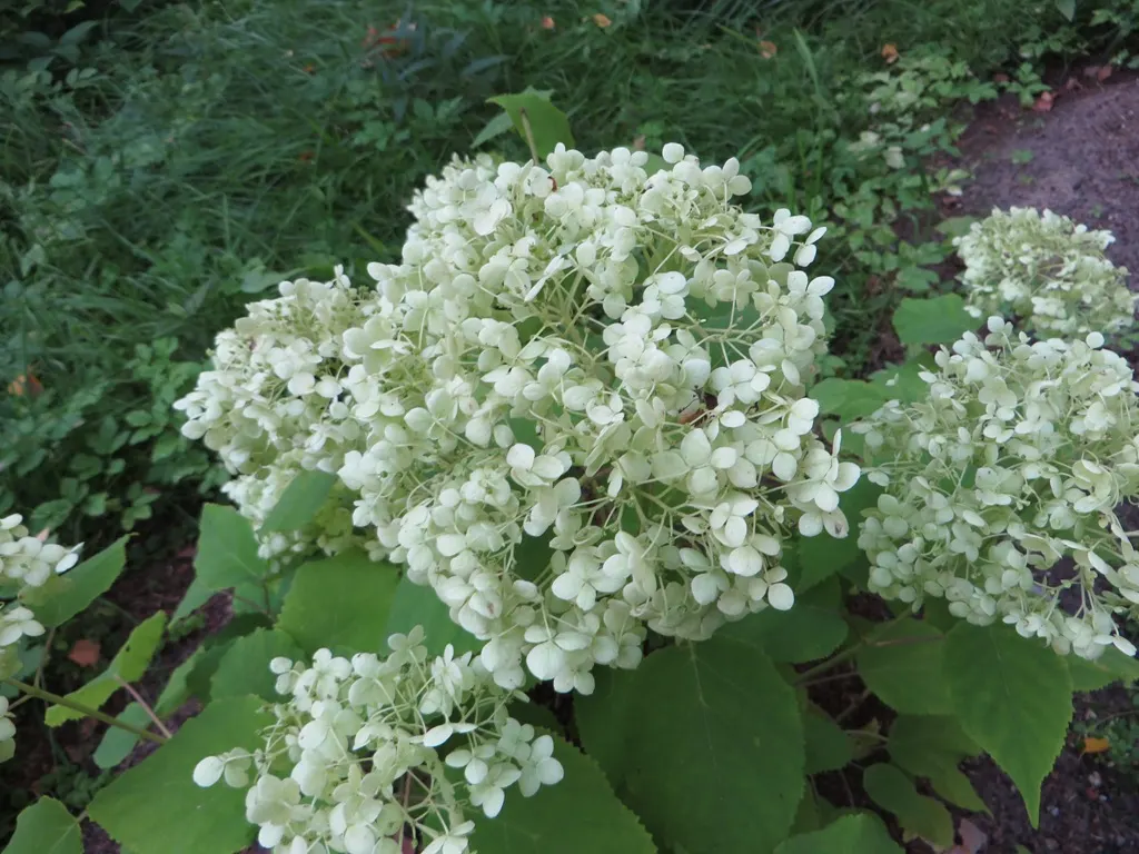 Annabelle Hydrangea (Hydrangea Arborescens 'Annabelle') — Blooms from early summer to fall