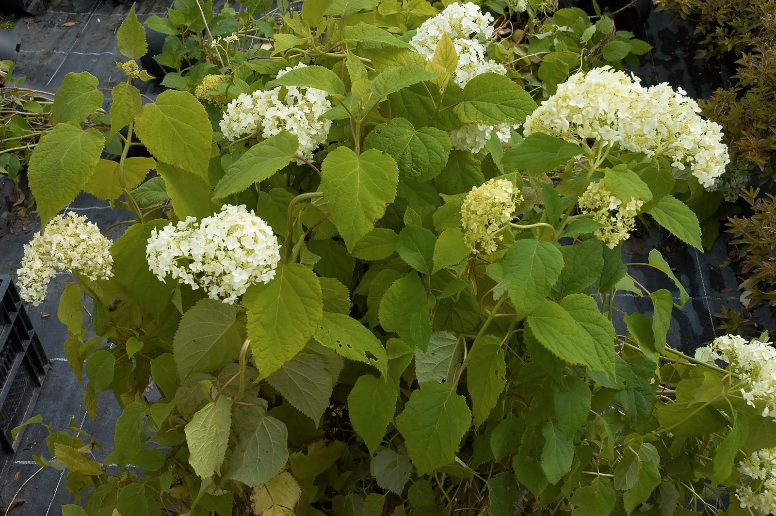 Annabelle Hydrangea (Hydrangea Arborescens 'Annabelle') — and also make for excellent cut or dried flower arrangements; this hydrangea is hardy in, image 65