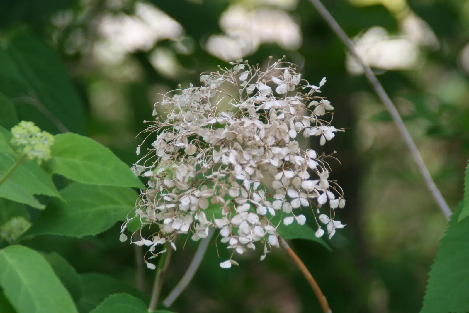 Annabelle Hydrangea (Hydrangea Arborescens 'Annabelle') — well-draining loams with consistent moisture