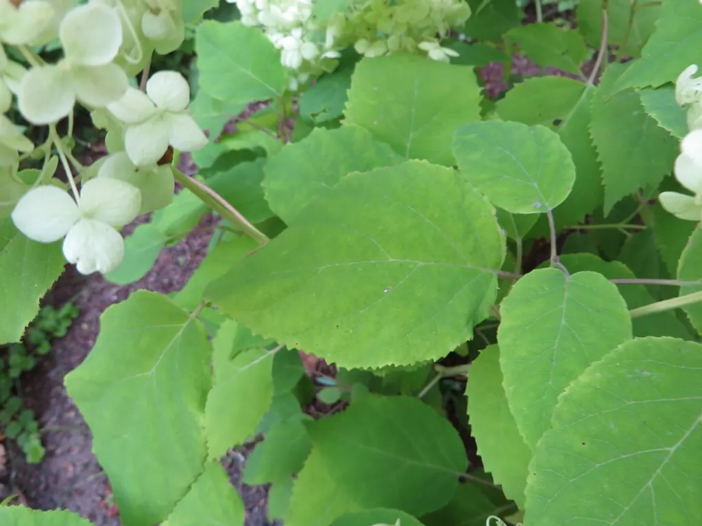 Annabelle Hydrangea (Hydrangea Arborescens 'Annabelle') — maturing to a pure white that persists into the fall; white flowers in the garden, image 56