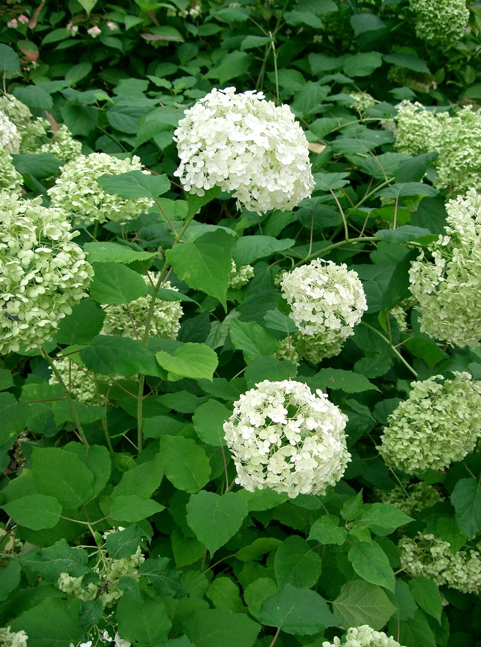 Annabelle Hydrangea (Hydrangea Arborescens 'Annabelle') — Pruning promotes robust growth and larger blooms; shrub for full or half