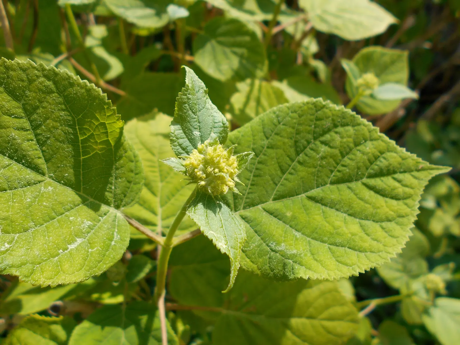 Annabelle Hydrangea (Hydrangea Arborescens 'Annabelle') — This hydrangea is hardy in USDA zones 3 through 9, making it an adaptable choice for many, image 61