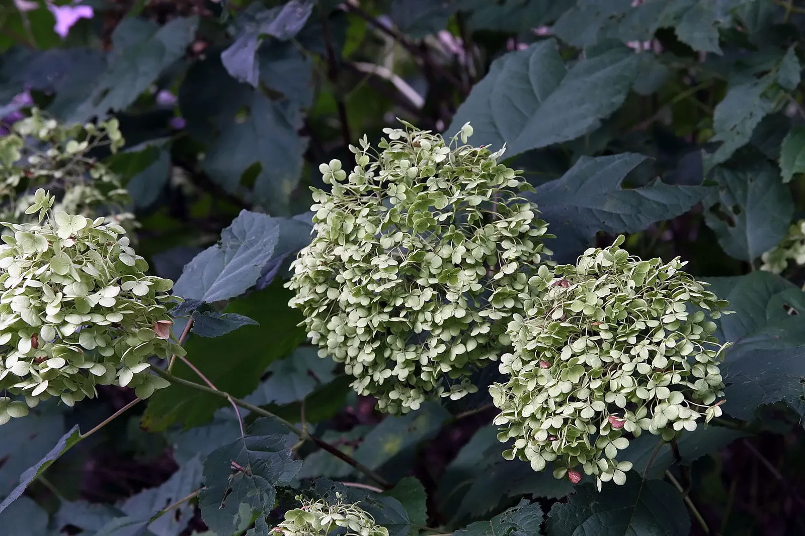 Annabelle Hydrangea (Hydrangea Arborescens 'Annabelle') — is a deciduous shrub known for its enormous; plant in partial to full shade in moist, image 47
