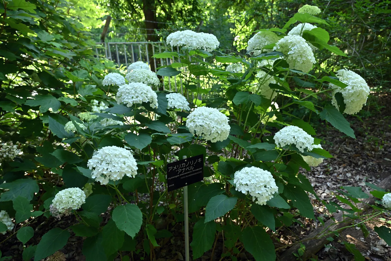 Annabelle Hydrangea (Hydrangea Arborescens 'Annabelle') — Commonly reaching a height and spread of 3 to 5 feet