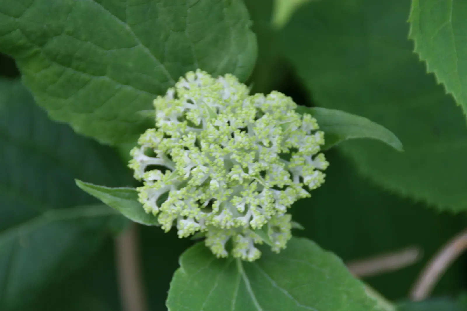 Annabelle Hydrangea (Hydrangea Arborescens 'Annabelle') — Plant in partial to full shade in moist, well-drained soil