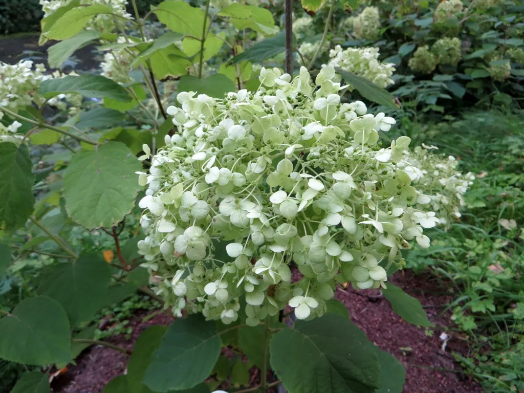 Annabelle Hydrangea (Hydrangea Arborescens 'Annabelle') — Blooms from early summer to fall; these magnificent blooms emerge a soft green in early summer