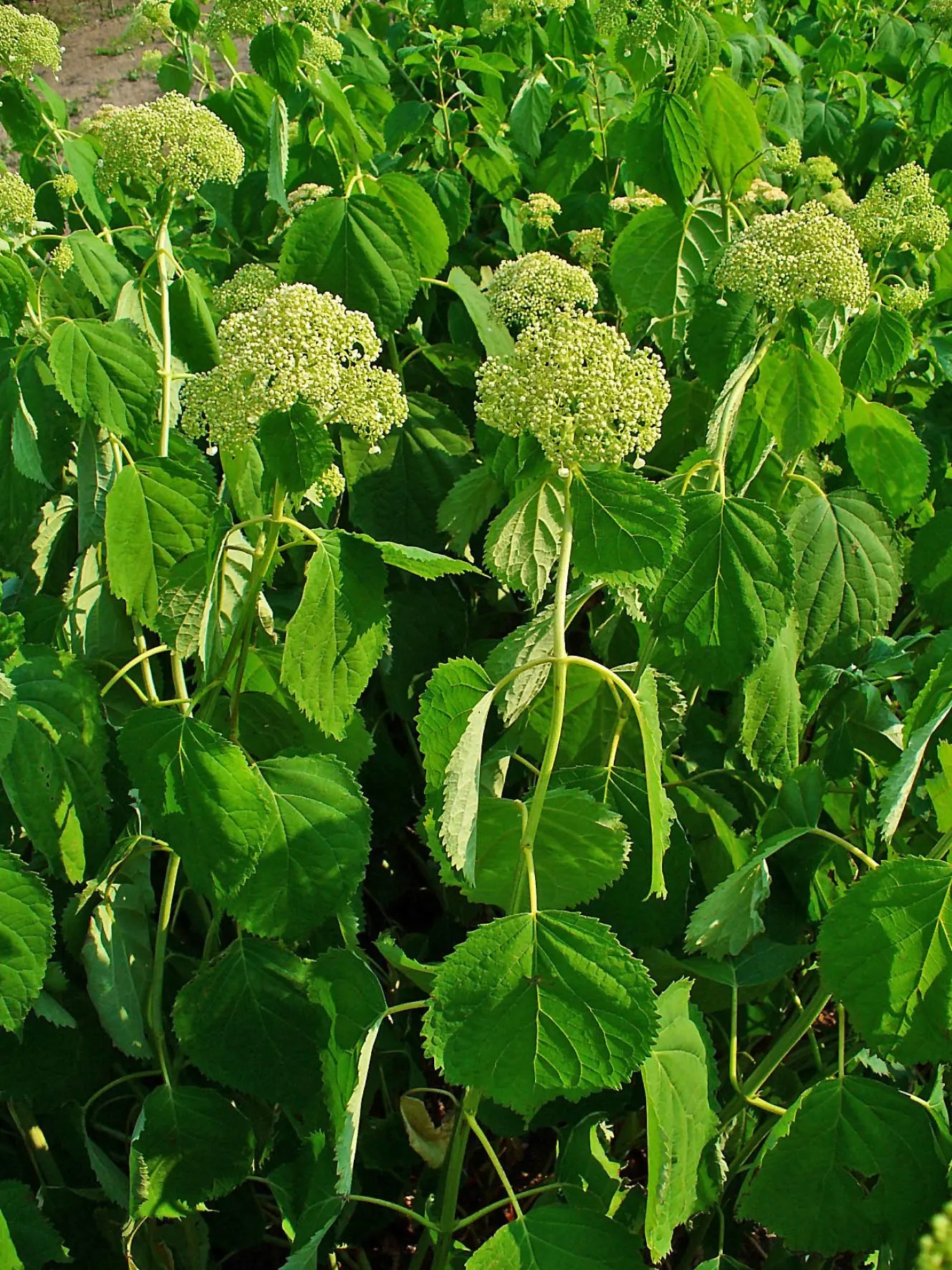 Annabelle Hydrangea (Hydrangea Arborescens 'Annabelle') — offering a low-maintenance option ideal for borders or mass plantings with striking seasonal