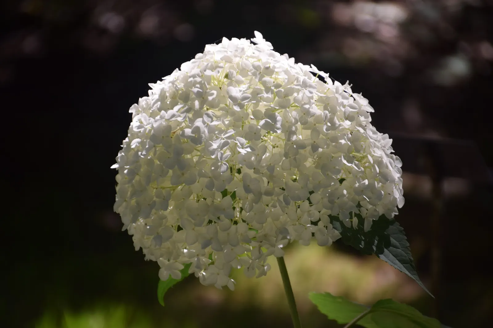 Annabelle Hydrangea (Hydrangea Arborescens 'Annabelle') — maturing to a pure white that persists into the fall