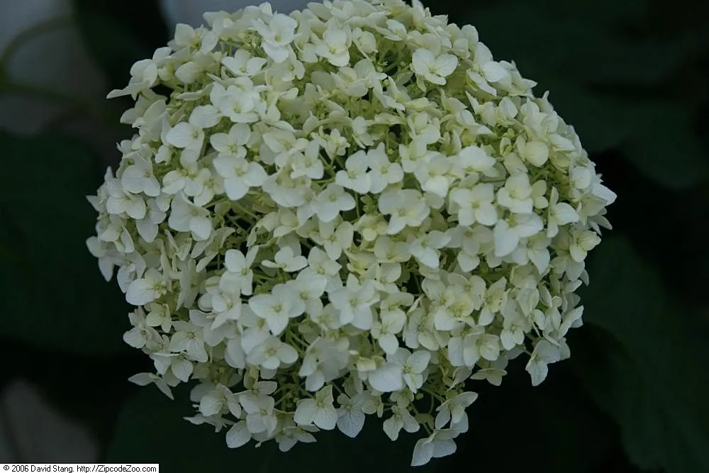 Annabelle Hydrangea (Hydrangea Arborescens 'Annabelle') — Blooms from early summer to fall; these magnificent blooms emerge a soft green in early, image 51
