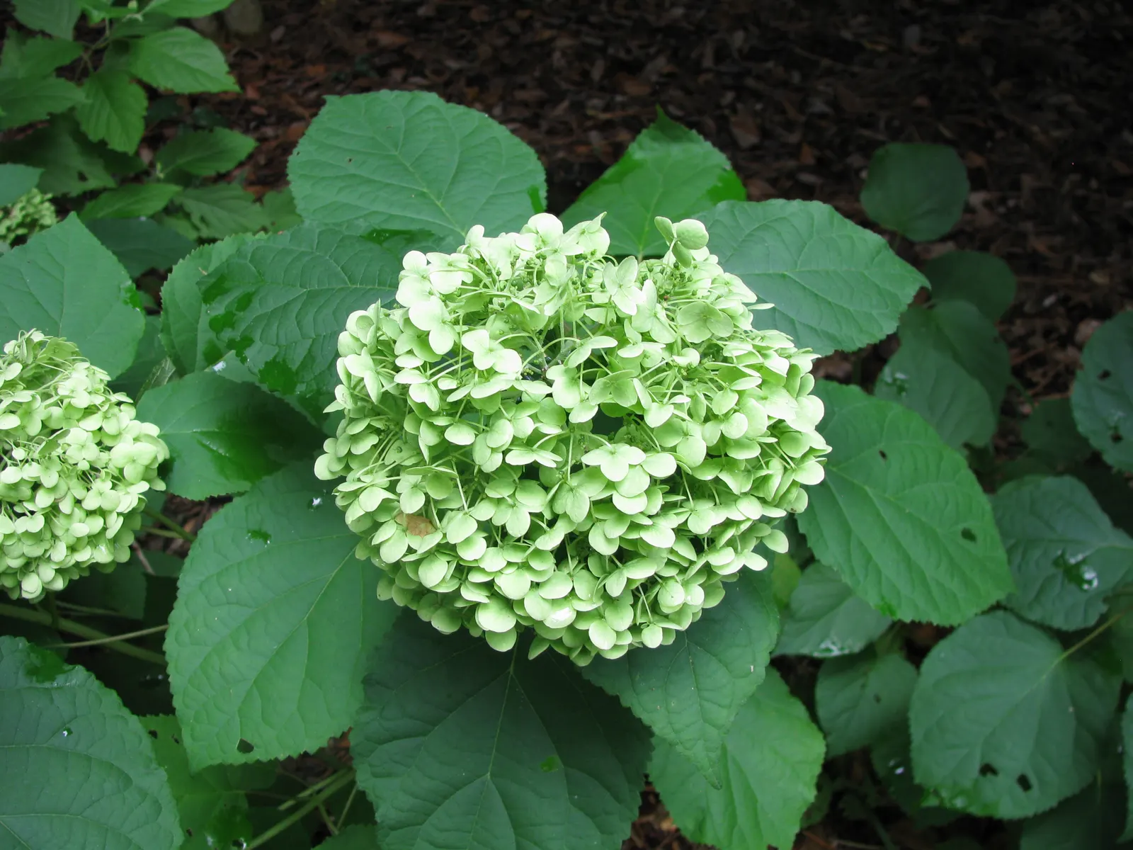Annabelle Hydrangea (Hydrangea Arborescens 'Annabelle') — It is adaptable to a range of soil types; and also make for excellent cut or dried flower, image 59
