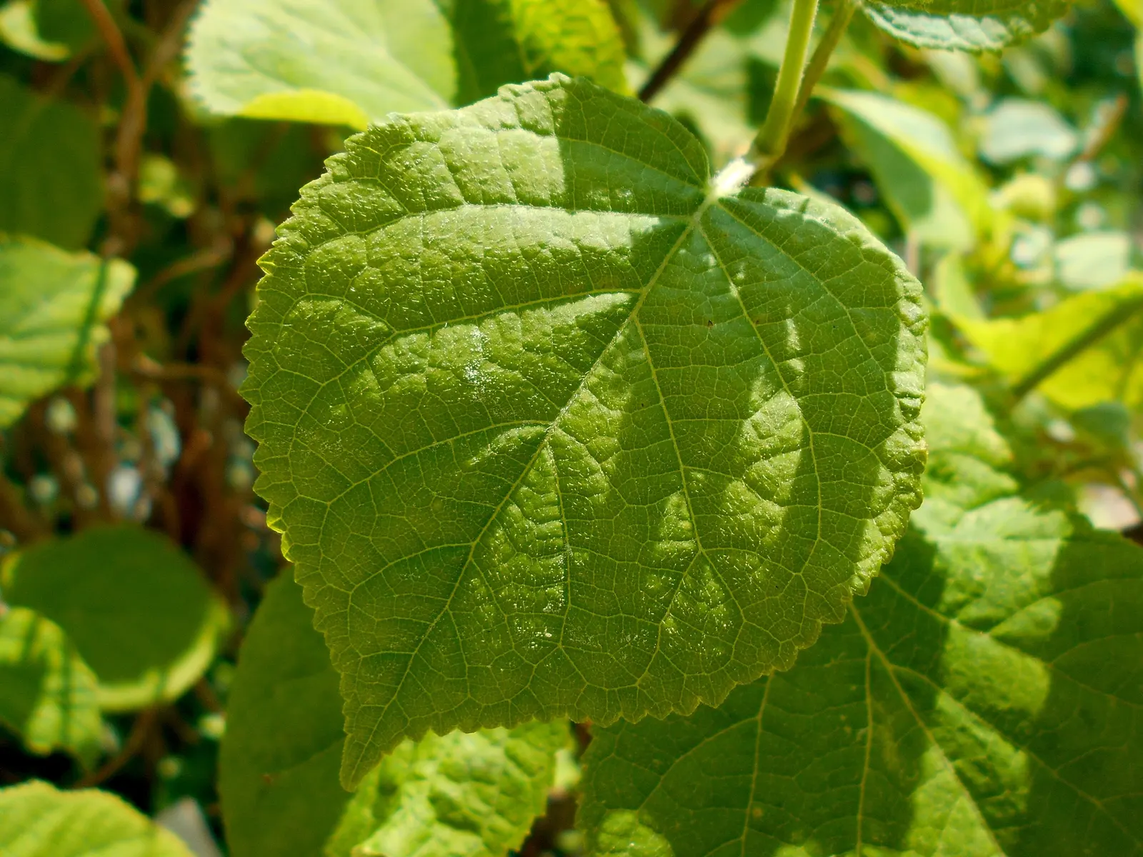 Annabelle Hydrangea (Hydrangea Arborescens 'Annabelle') — well-draining loams with consistent moisture; thriving in zones 3-9, it reaches 3-5 feet in height