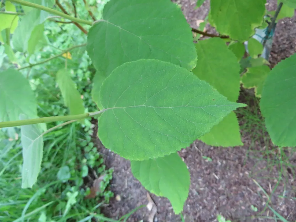 Annabelle Hydrangea (Hydrangea Arborescens 'Annabelle') — The striking flowers are a magnet for pollinators; large spherical flower heads that can, image 64