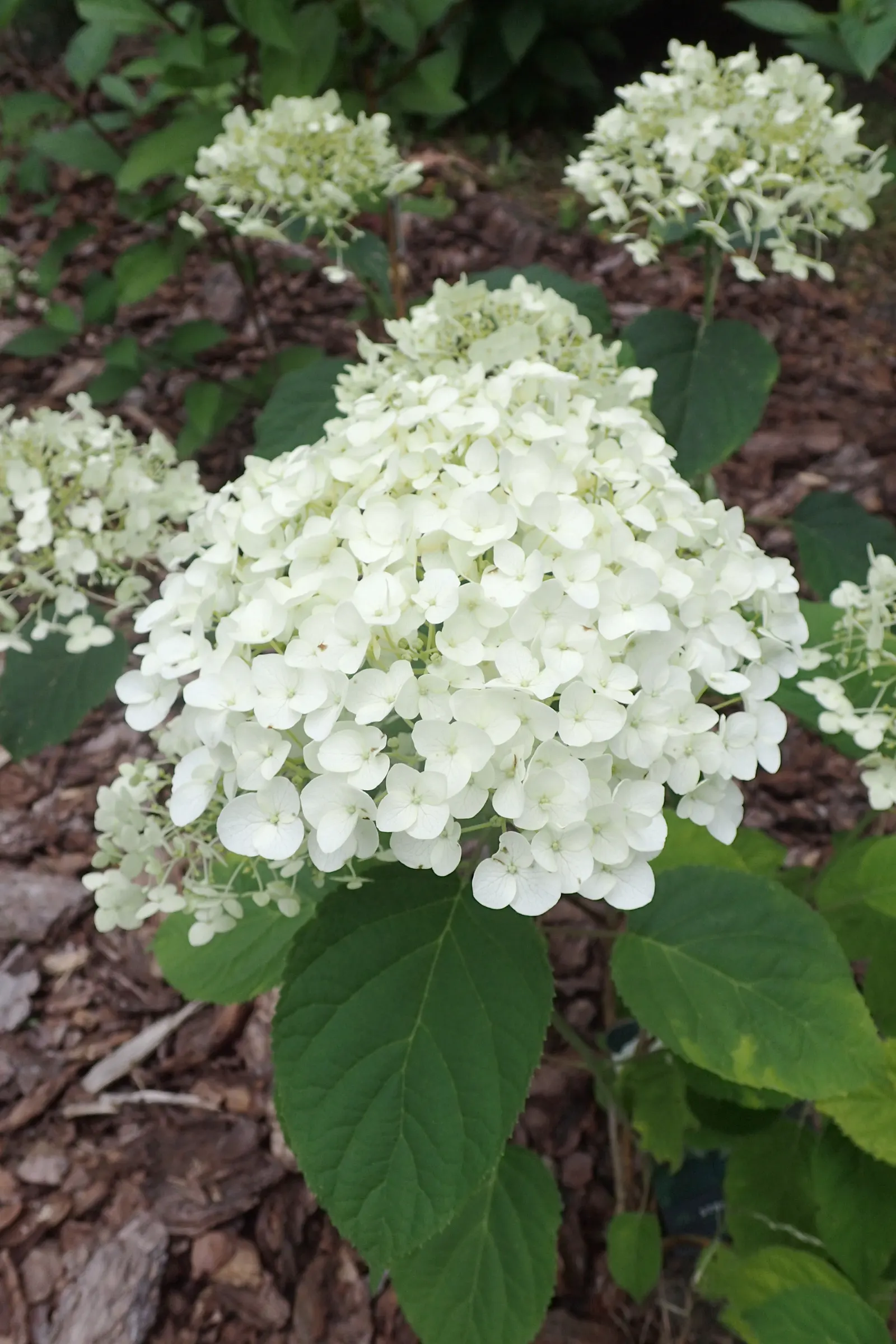 Annabelle Hydrangea (Hydrangea Arborescens 'Annabelle') — is a deciduous shrub known for its enormous; plant in partial to full shade in moist, well-drained