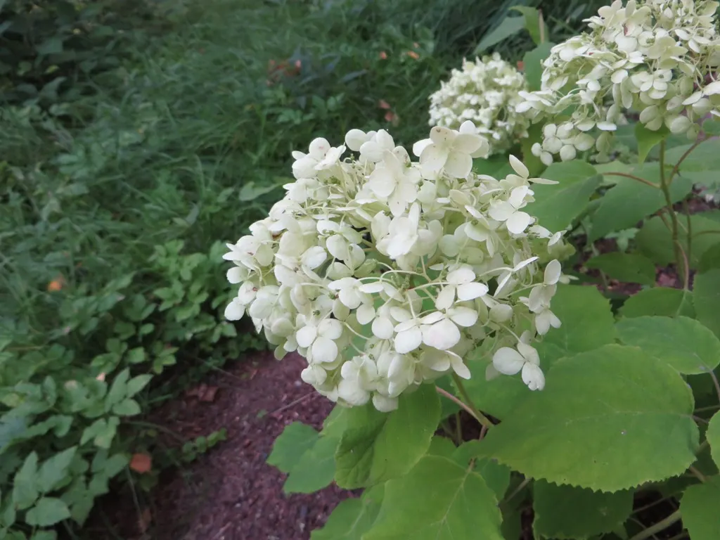 Annabelle Hydrangea (Hydrangea Arborescens 'Annabelle') — and also make for excellent cut or dried flower arrangements