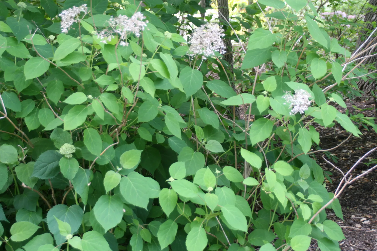 Annabelle Hydrangea (Hydrangea Arborescens 'Annabelle') — is a deciduous shrub known for its enormous