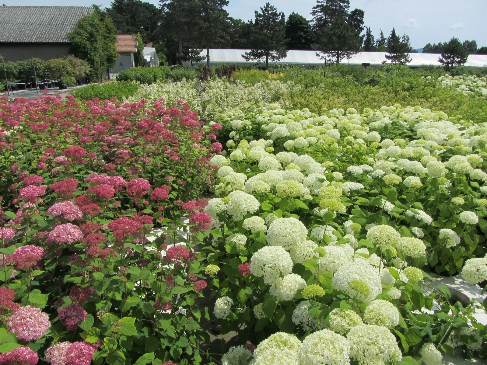 Annabelle Hydrangea (Hydrangea Arborescens 'Annabelle') — These magnificent blooms emerge a soft green in early summer; well-draining loams with consistent