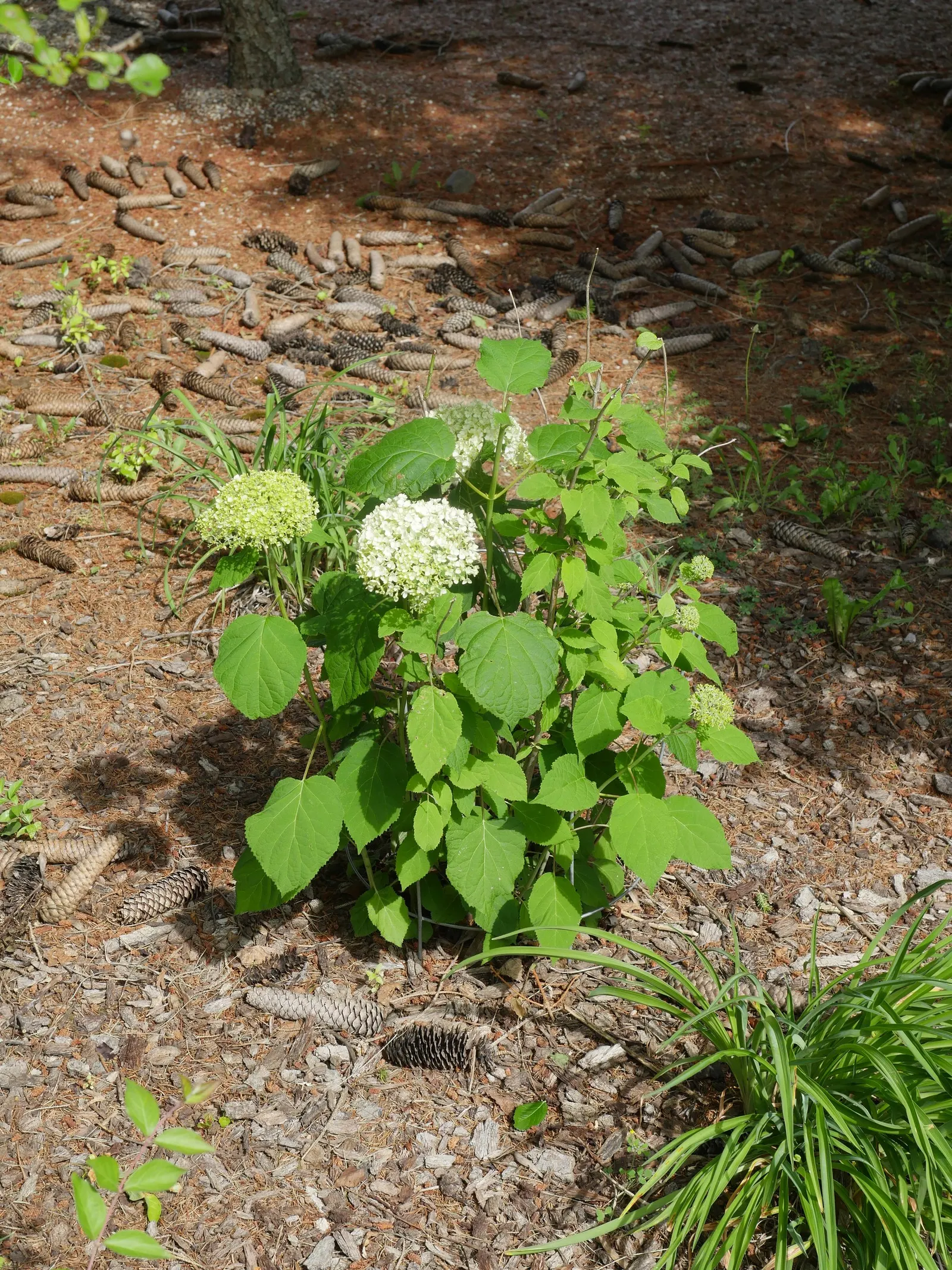 Annabelle Hydrangea (Hydrangea Arborescens 'Annabelle') — shrub for full or half; 'Annabelle' is a low-maintenance plant that will offer beauty and elegance to