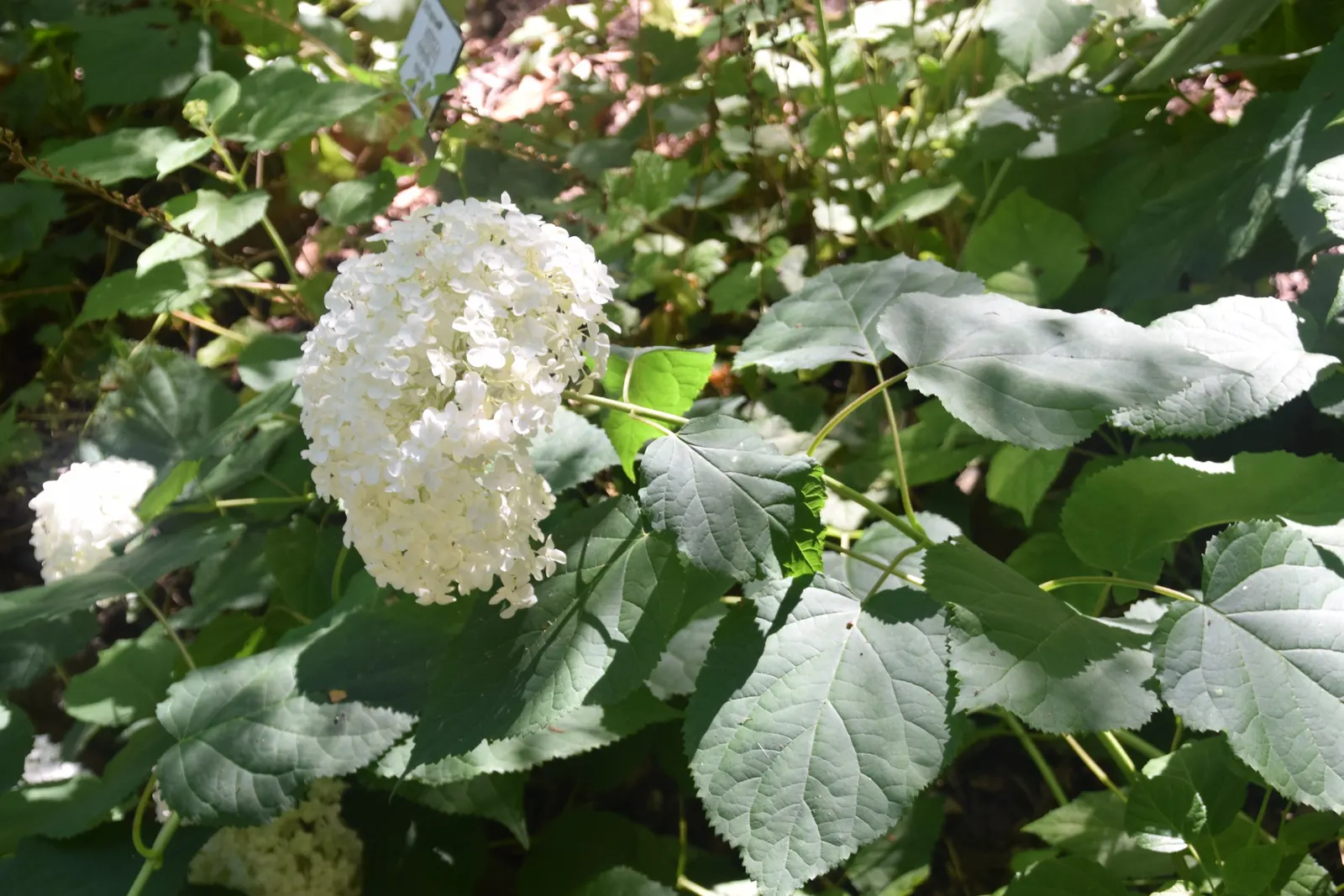 Annabelle Hydrangea (Hydrangea Arborescens 'Annabelle') — offering a low-maintenance option ideal for borders or mass plantings with striking seasonal interest