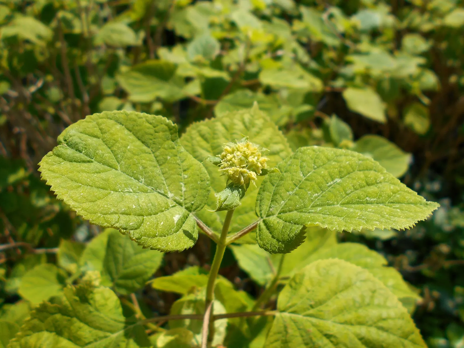 Annabelle Hydrangea (Hydrangea Arborescens 'Annabelle') — Commonly reaching a height and spread of 3 to 5 feet; blooms from early summer to fall