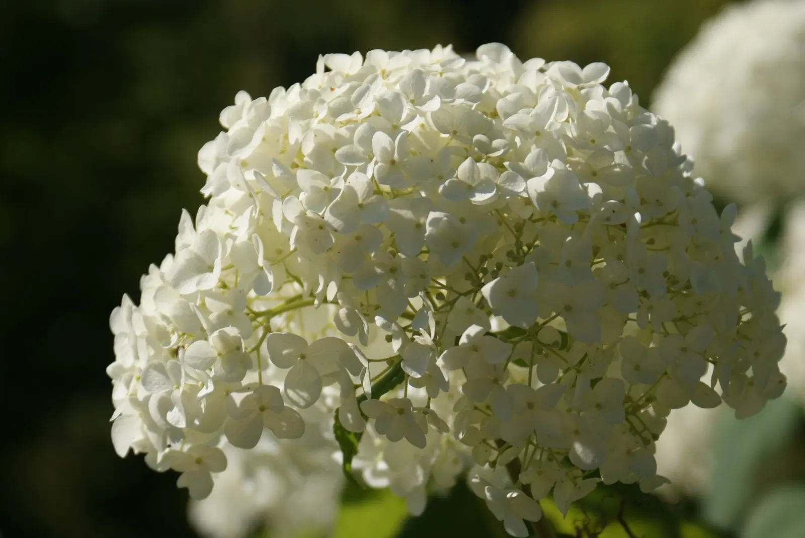 Annabelle Hydrangea (Hydrangea Arborescens 'Annabelle') — The striking flowers are a magnet for pollinators
