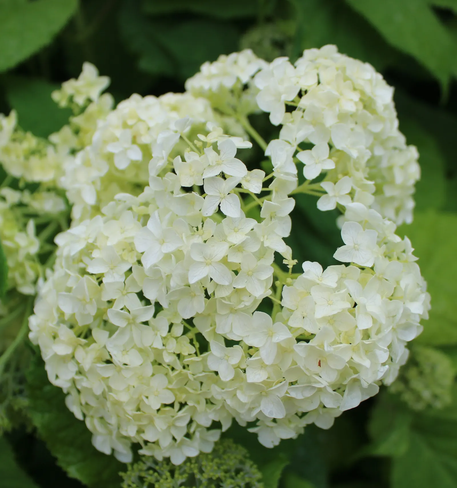 Annabelle Hydrangea (Hydrangea Arborescens 'Annabelle') — is a deciduous shrub known for its enormous; plant in partial to full shade in moist, image 70