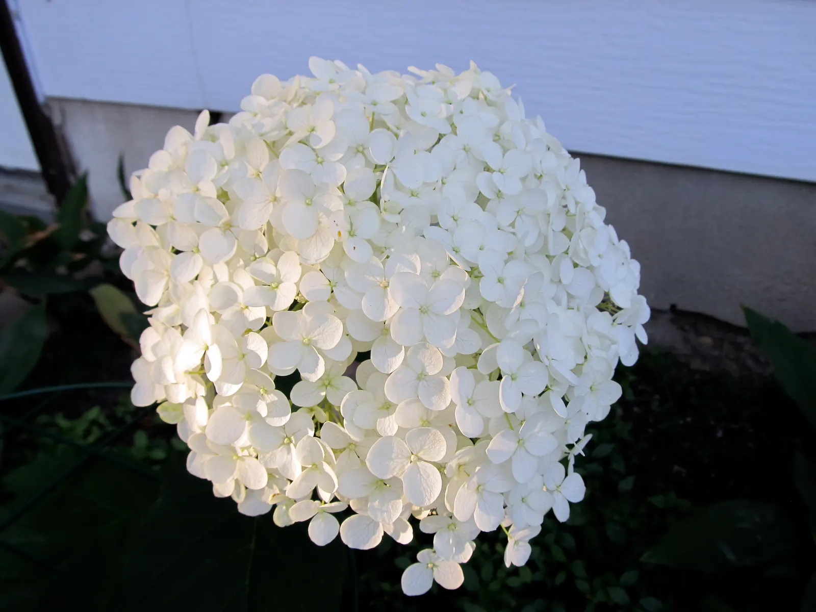 Annabelle Hydrangea (Hydrangea Arborescens 'Annabelle') — 'Annabelle' is a low-maintenance plant that will offer beauty and elegance to any, image 66