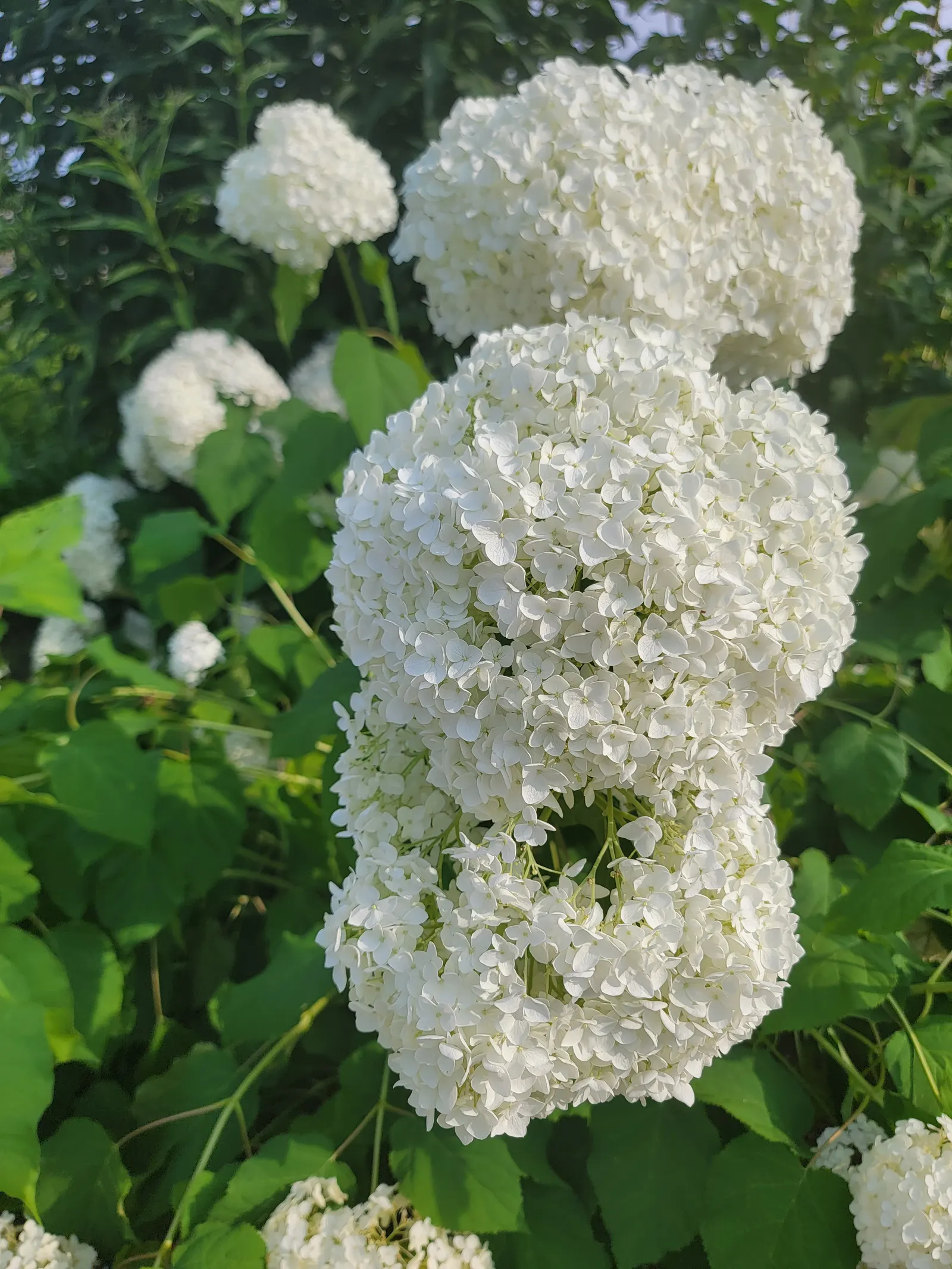 Annabelle Hydrangea (Hydrangea Arborescens 'Annabelle') — 'Annabelle' is a low-maintenance plant that will offer beauty and elegance to any landscape it