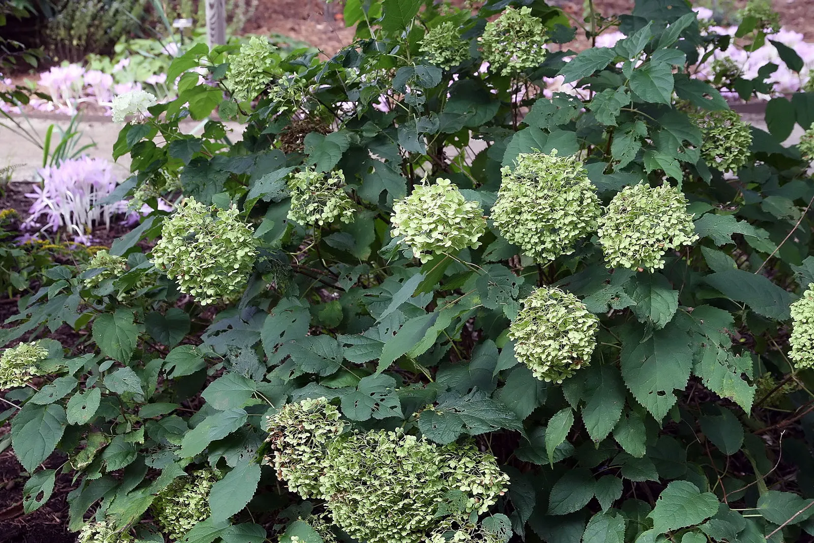 Annabelle Hydrangea (Hydrangea Arborescens 'Annabelle') — Pruning promotes robust growth and larger blooms; shrub for full or half, image 53