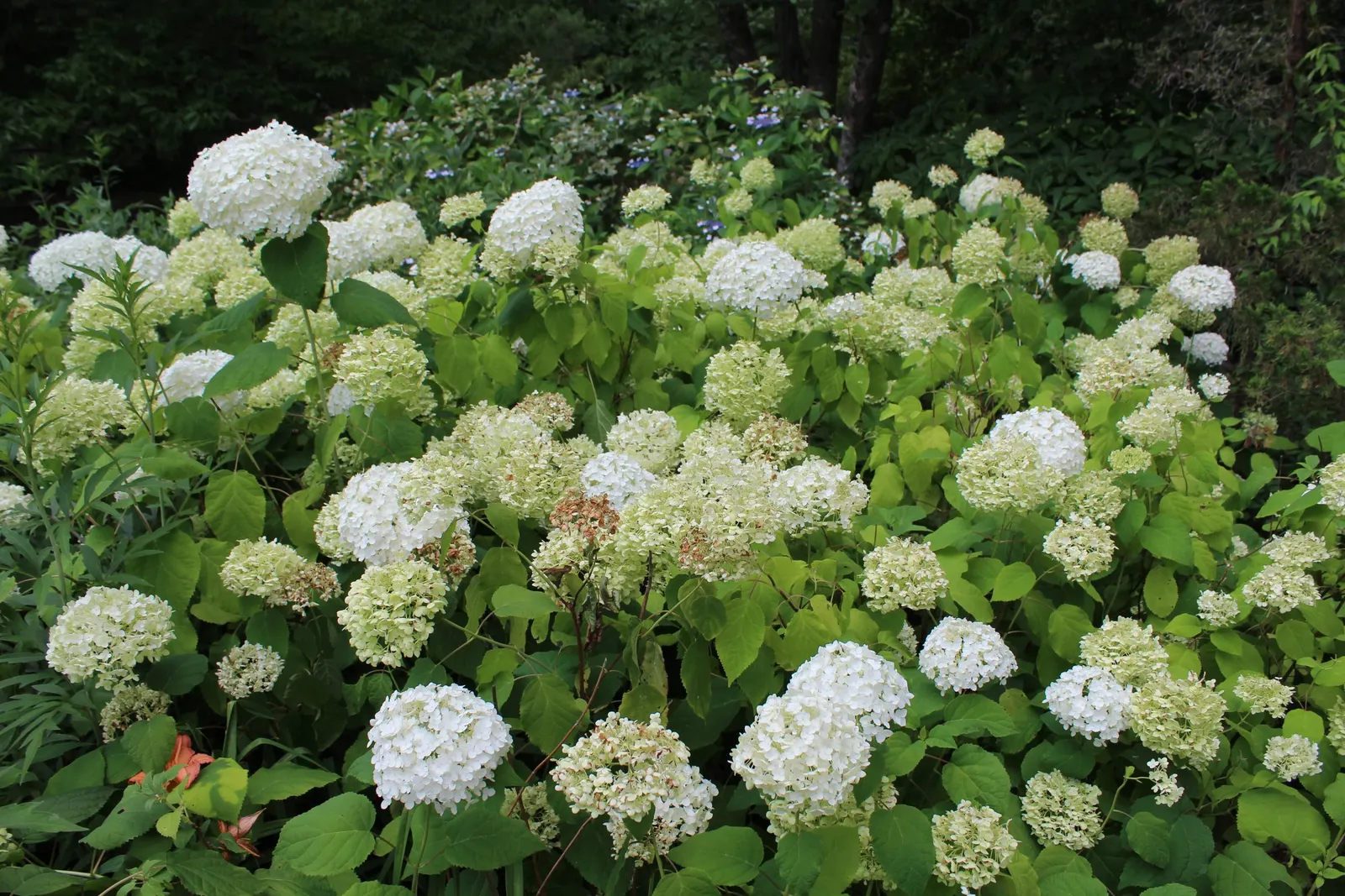 Annabelle Hydrangea (Hydrangea Arborescens 'Annabelle') — white flowers in the garden; offering a low-maintenance option ideal for borders or mass plantings