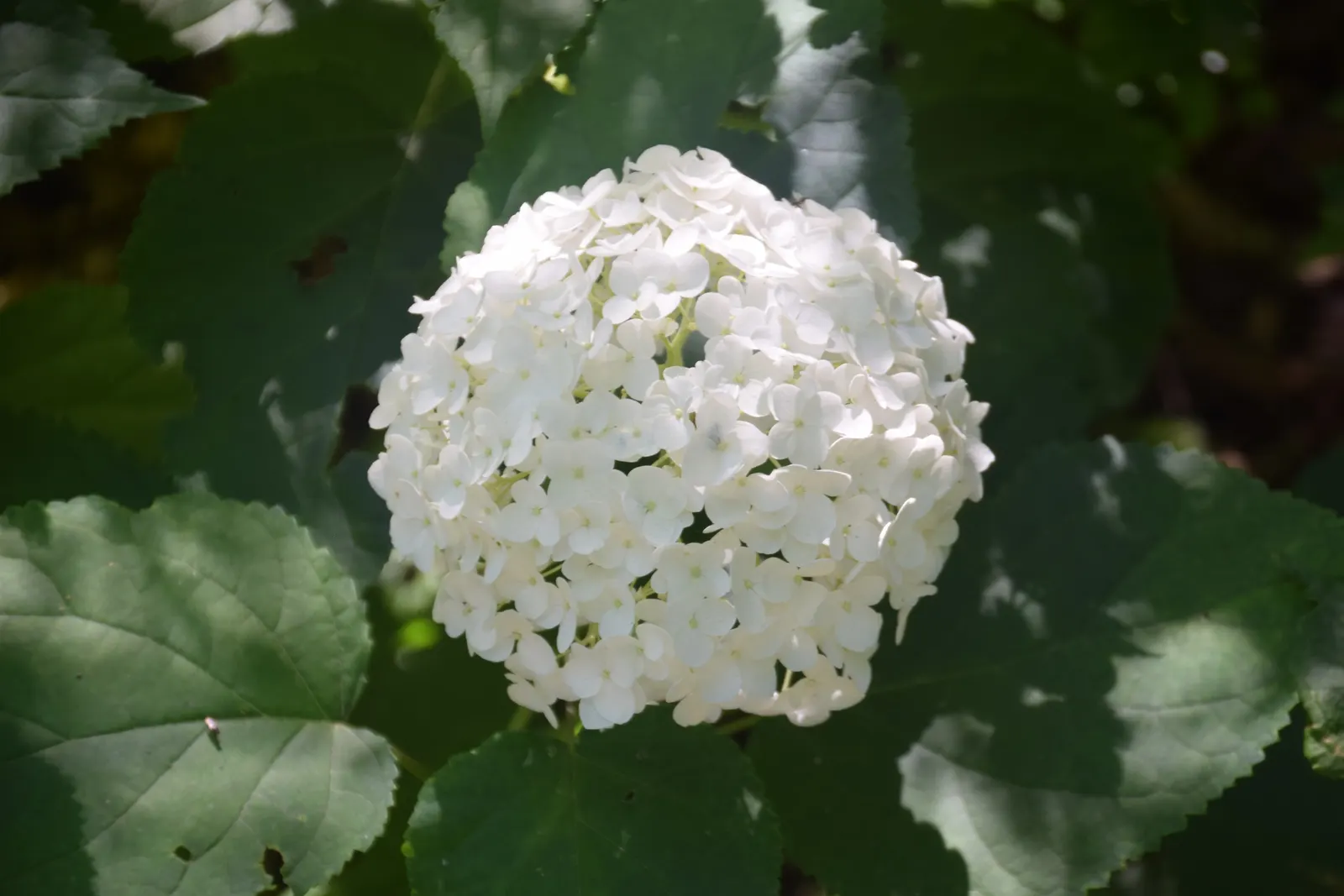 Annabelle Hydrangea (Hydrangea Arborescens 'Annabelle') — It proves to be quite winter hardy and can bloom even after harsh winters.<br><br>For, image 62