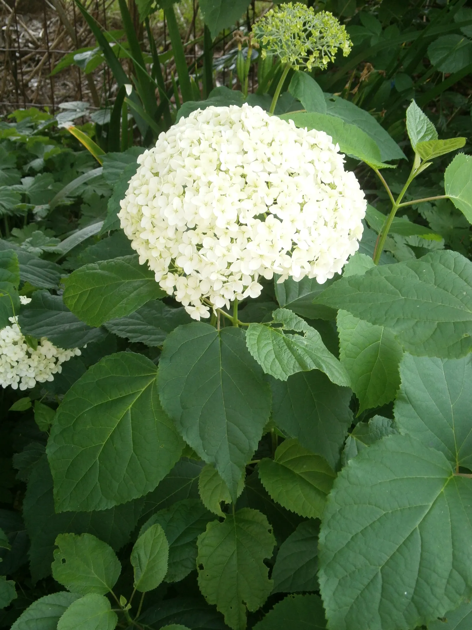 Annabelle Hydrangea (Hydrangea Arborescens 'Annabelle') — round white flower clusters; commonly reaching a height and spread of 3 to 5 feet