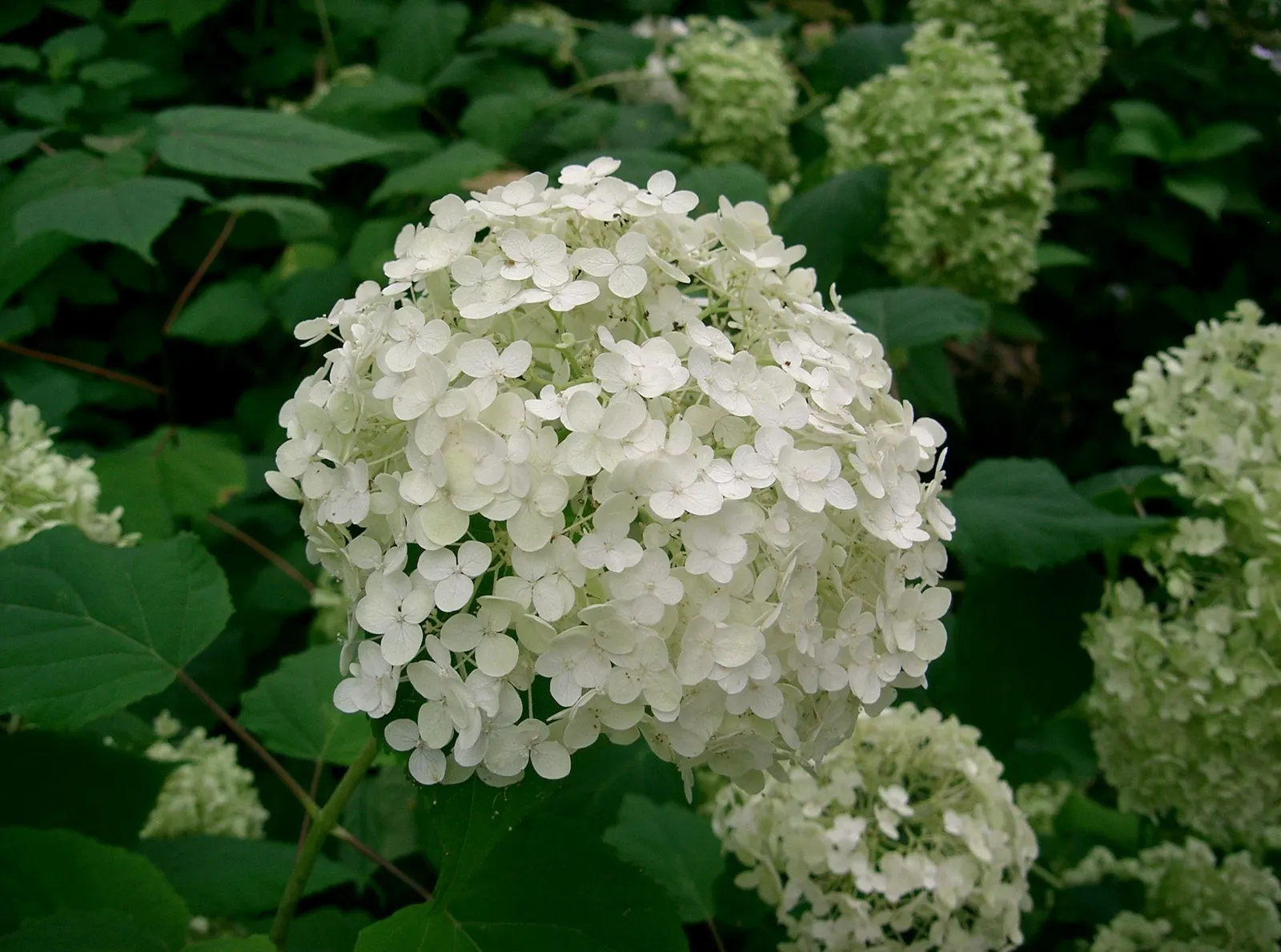 Annabelle Hydrangea (Hydrangea Arborescens 'Annabelle') — Commonly reaching a height and spread of 3 to 5 feet; blooms from early summer to fall, image 57