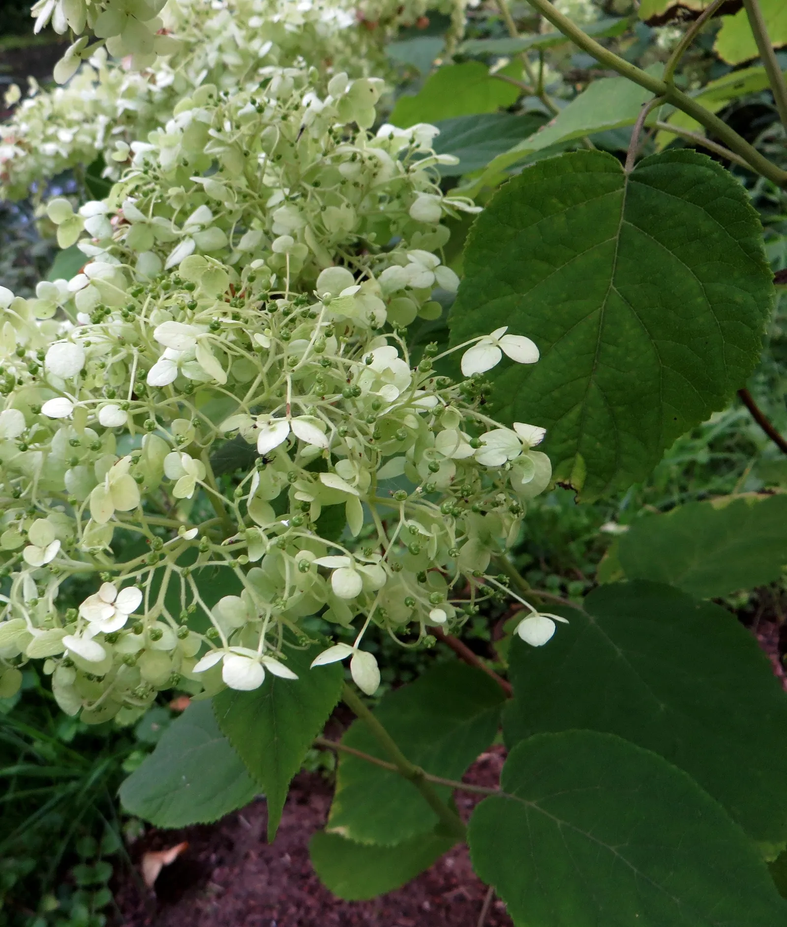 Annabelle Hydrangea (Hydrangea Arborescens 'Annabelle') — It can also be a good candidate for mass plantings, borders, or as an accent plant; is a, image 63