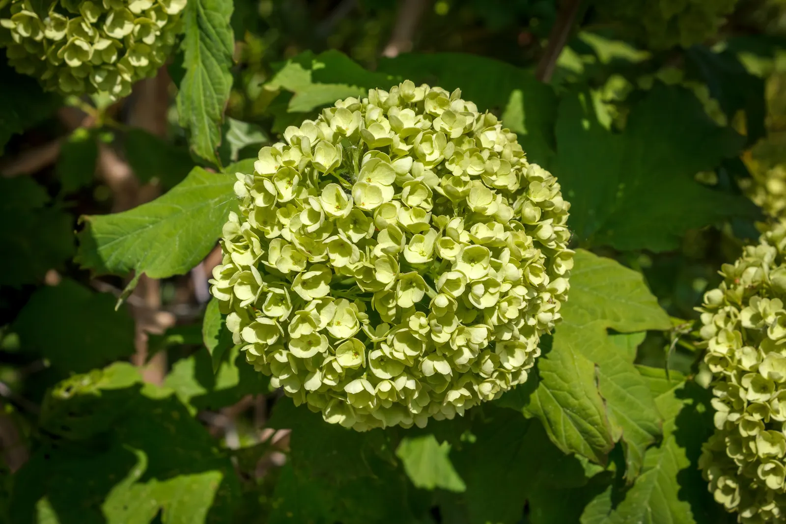 Annabelle Hydrangea (Hydrangea Arborescens 'Annabelle') — shrub with white blooms; it is adaptable to a range of soil types, image 68