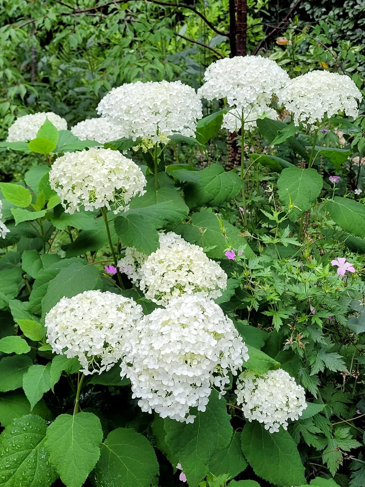 Annabelle Hydrangea (Hydrangea Arborescens 'Annabelle') — this compact shrub has a rounded, image 35