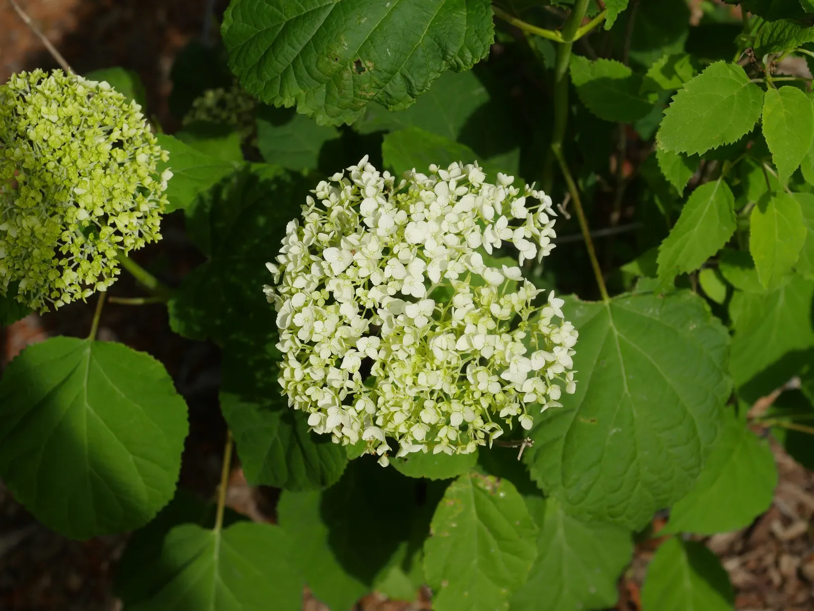 Annabelle Hydrangea (Hydrangea Arborescens 'Annabelle') — Plant in partial to full shade in moist, well-drained soil; round white flower clusters