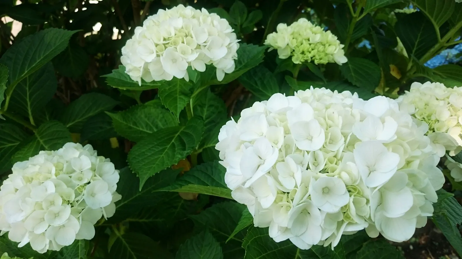 Annabelle Hydrangea (Hydrangea Arborescens 'Annabelle') — white flowers in the garden; offering a low-maintenance option ideal for borders or mass, image 67