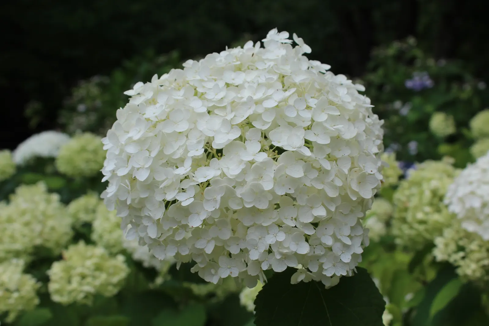 Annabelle Hydrangea (Hydrangea Arborescens 'Annabelle') — shrub with white blooms; it is adaptable to a range of soil types
