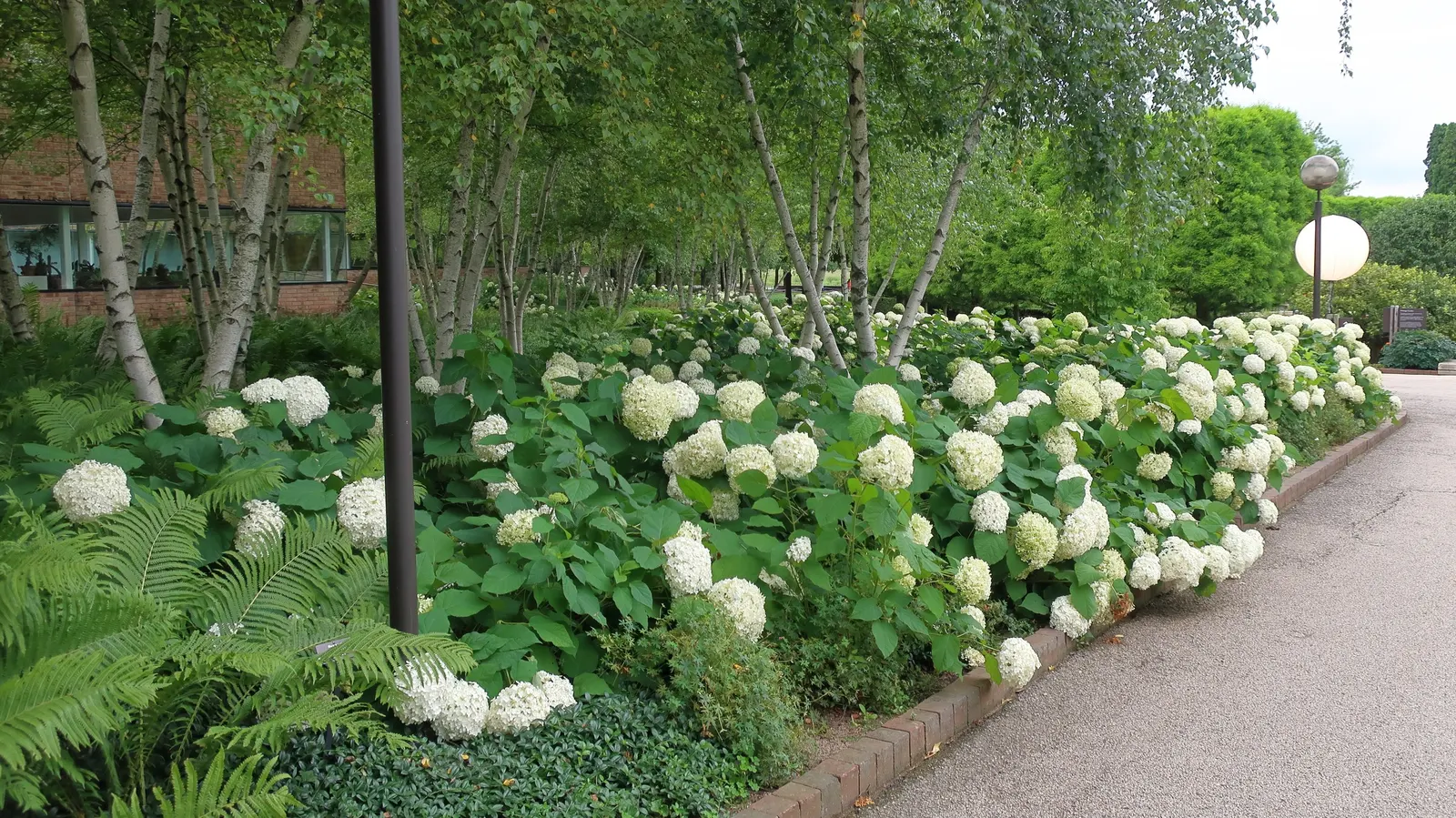Annabelle Hydrangea (Hydrangea Arborescens 'Annabelle') — large spherical flower heads that can grow up to 12 inches in diameter