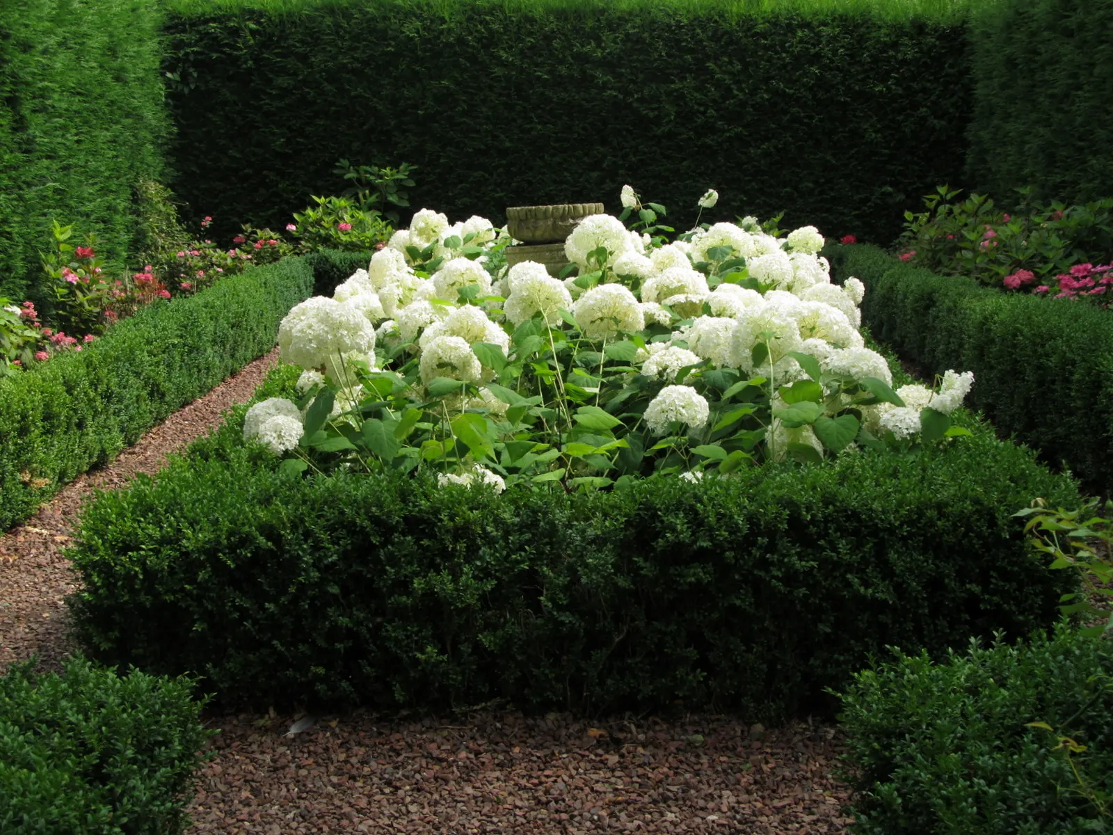 Annabelle Hydrangea (Hydrangea Arborescens 'Annabelle') — Pruning promotes robust growth and larger blooms; shrub for full or half, image 76