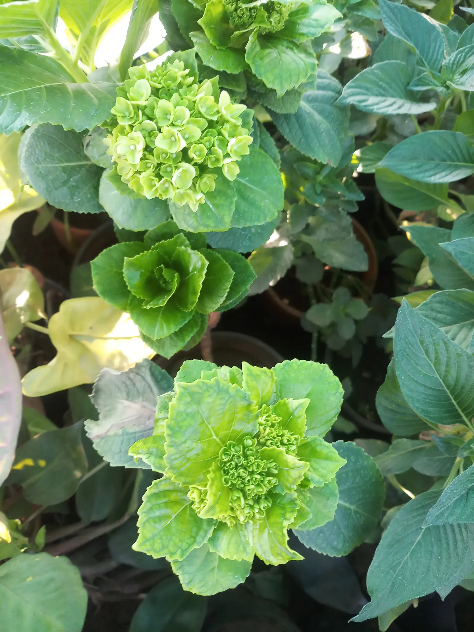 Annabelle Hydrangea (Hydrangea Arborescens 'Annabelle') — offering a low-maintenance option ideal for borders or mass plantings with striking, image 52