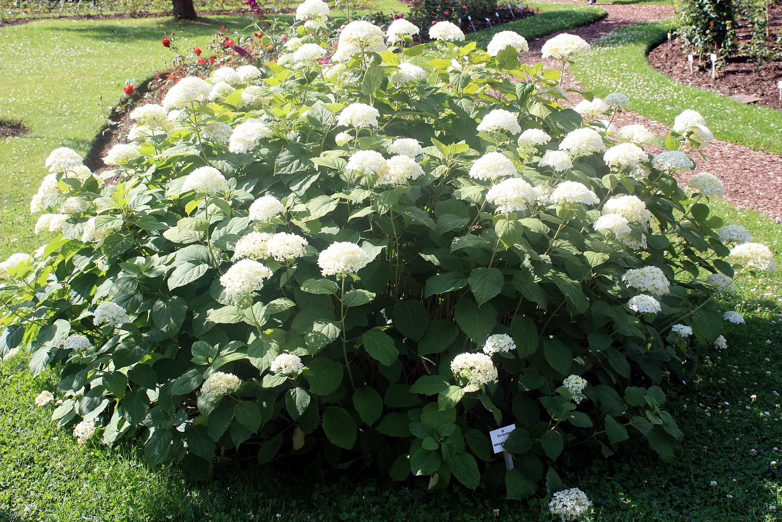 Annabelle Hydrangea (Hydrangea Arborescens 'Annabelle') — It can also be a good candidate for mass plantings, borders, or as an accent plant; is a deciduous