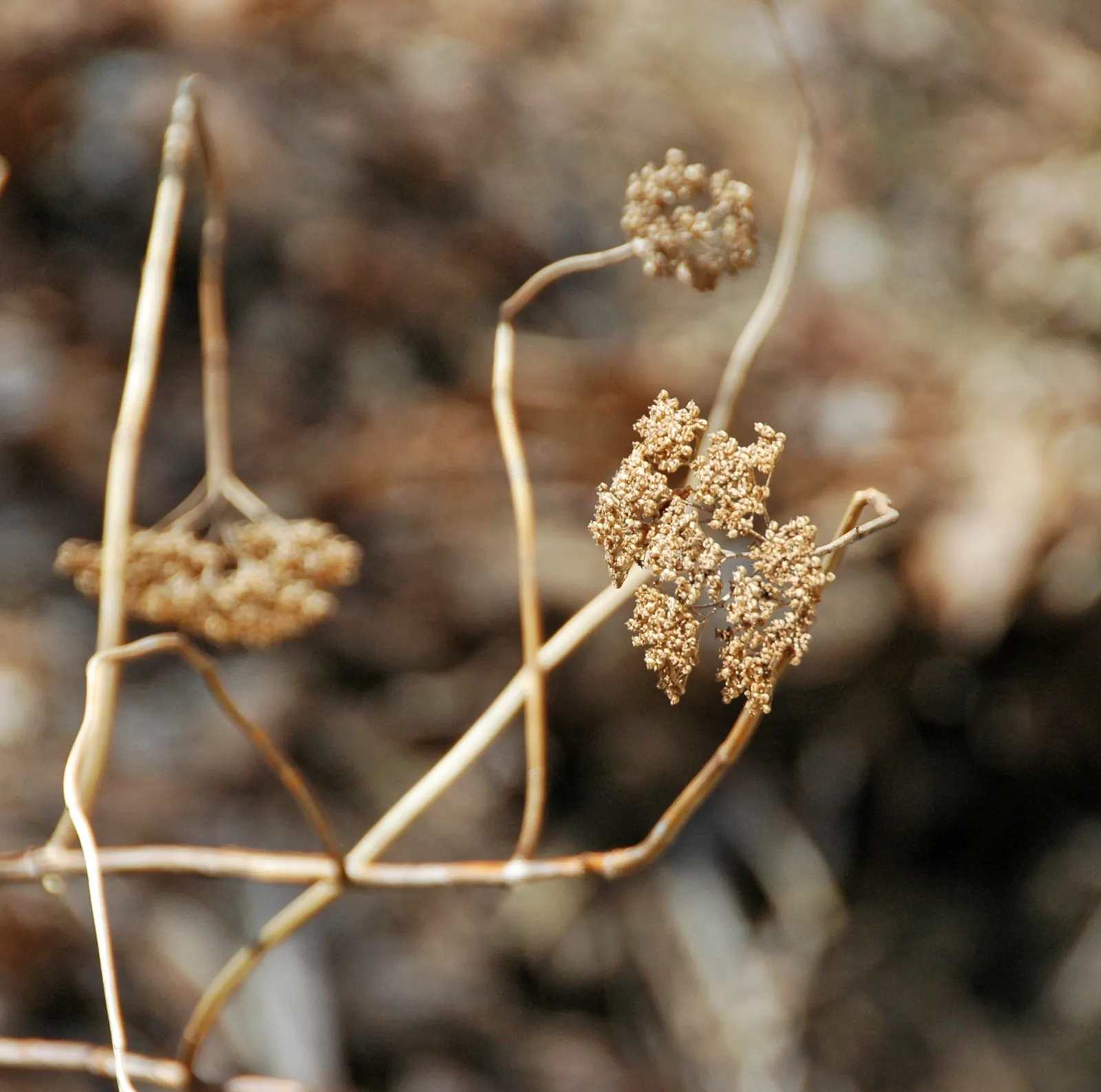 Annabelle Hydrangea (Hydrangea Arborescens 'Annabelle') — This hydrangea is hardy in USDA zones 3 through 9, making it an adaptable choice for many, image 38