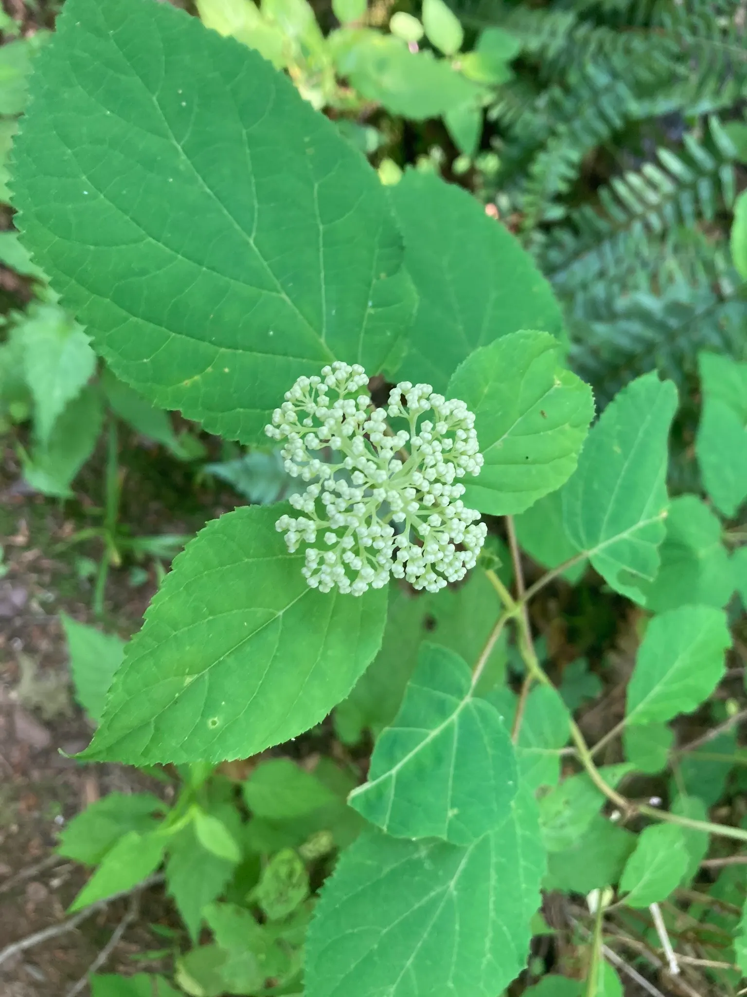 Annabelle Hydrangea (Hydrangea Arborescens 'Annabelle') — Thriving in zones 3-9, it reaches 3-5 feet in height and width; the striking flowers are, image 49