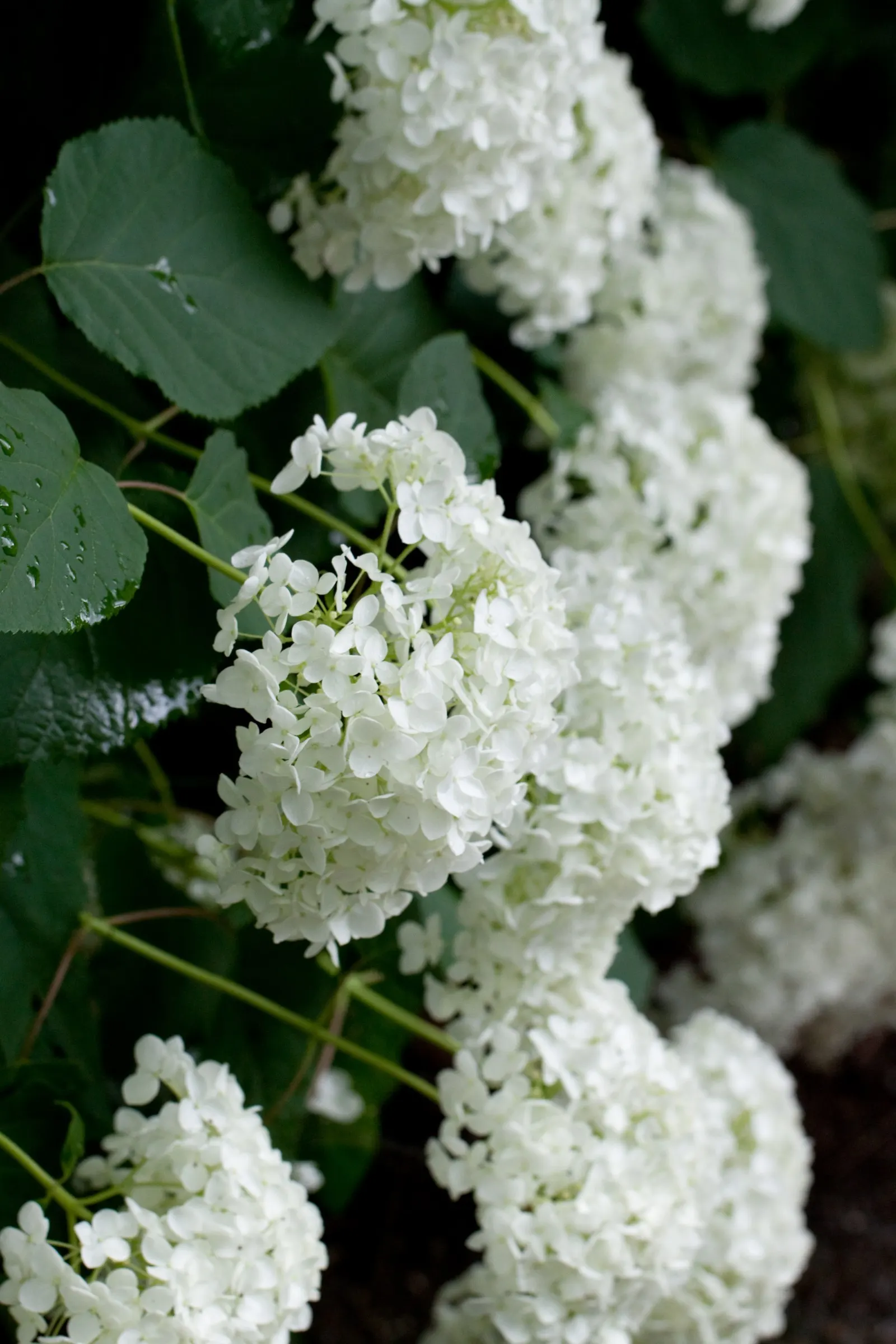 Annabelle Hydrangea (Hydrangea Arborescens 'Annabelle') — round white flower clusters; commonly reaching a height and spread of 3 to 5 feet, image 48