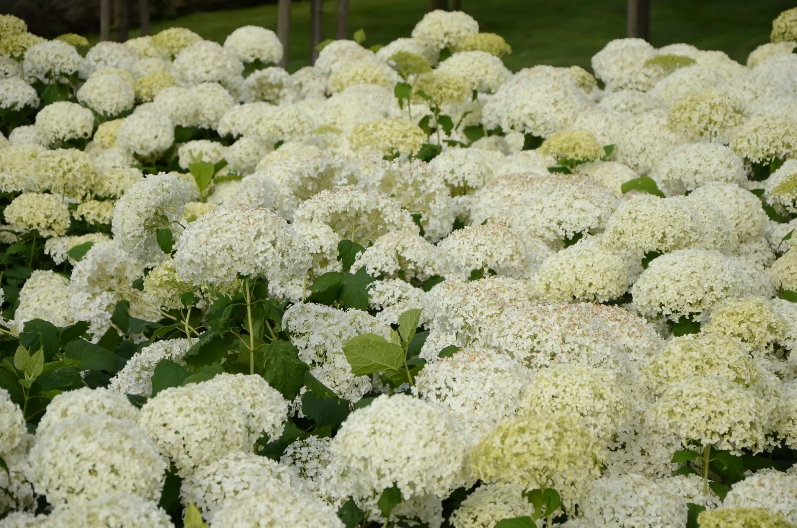 Annabelle Hydrangea (Hydrangea Arborescens 'Annabelle') — It proves to be quite winter hardy and can bloom even after harsh winters.<br><br>For best care