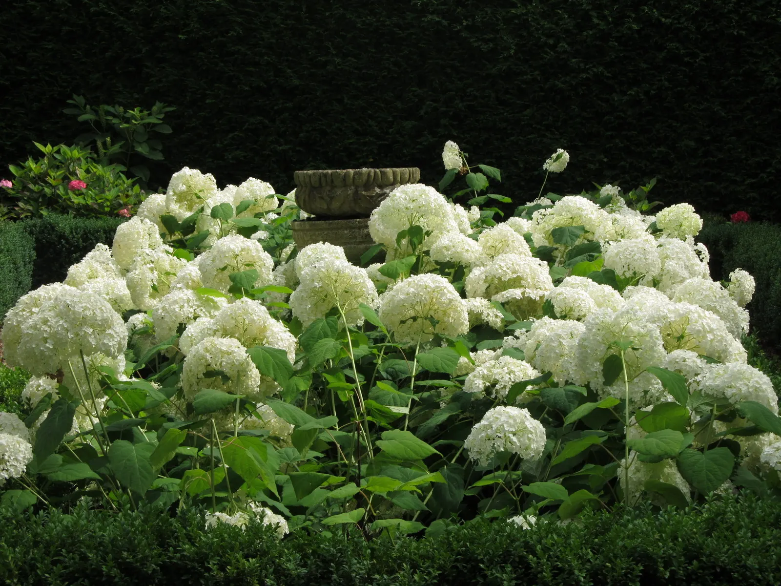Annabelle Hydrangea (Hydrangea Arborescens 'Annabelle') — Plant in partial to full shade in moist, well-drained soil; round white flower clusters, image 73