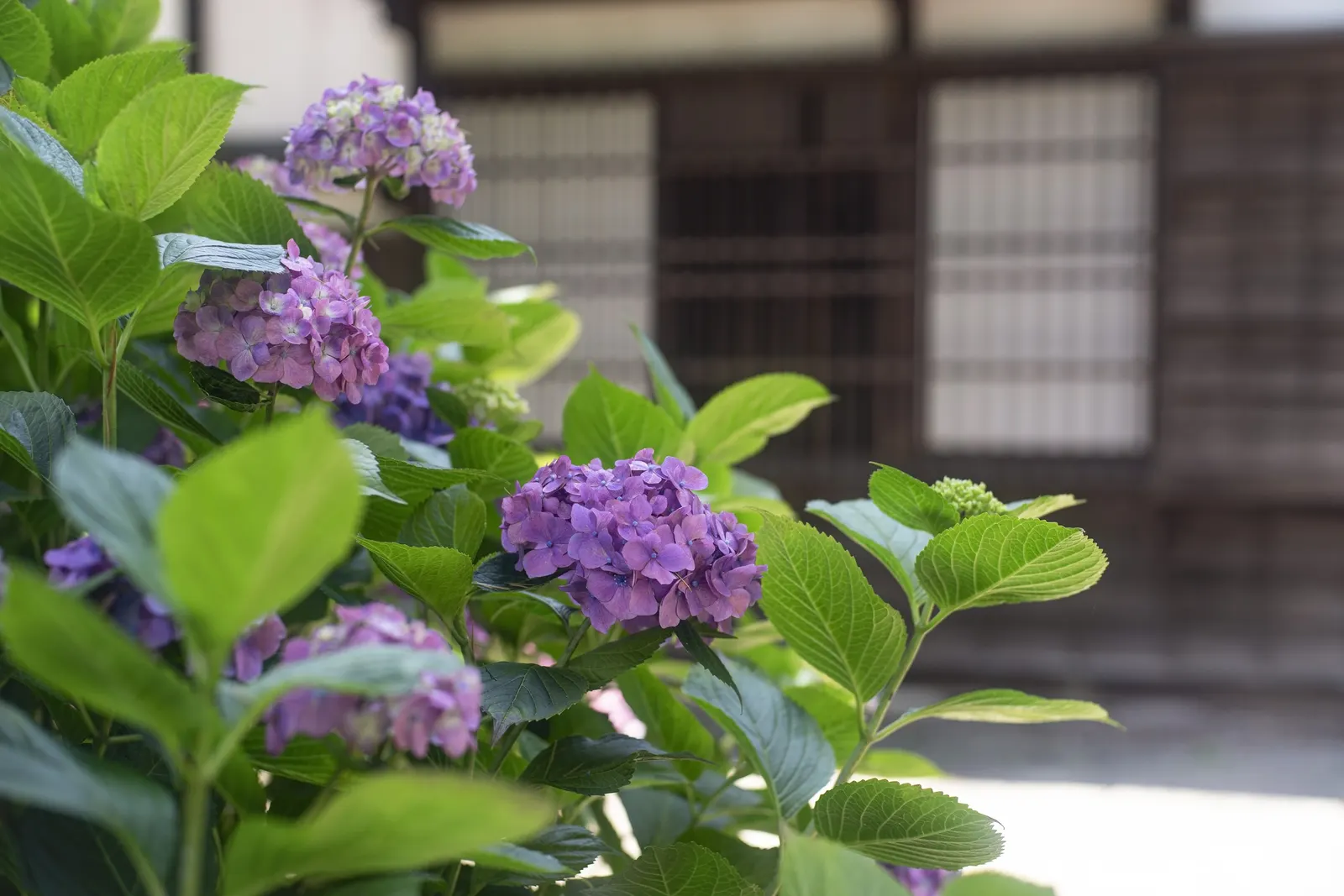 Annabelle Hydrangea (Hydrangea Arborescens 'Annabelle') — Thriving in zones 3-9, it reaches 3-5 feet in height and width